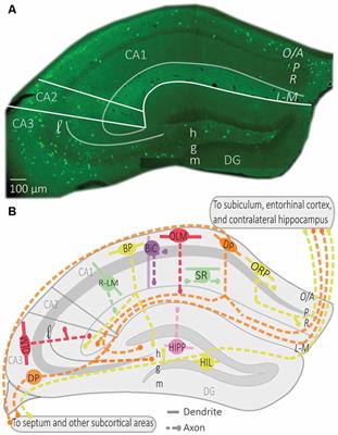 Frontiers | Hippocampal Somatostatin Interneurons, Long-Term Synaptic ...